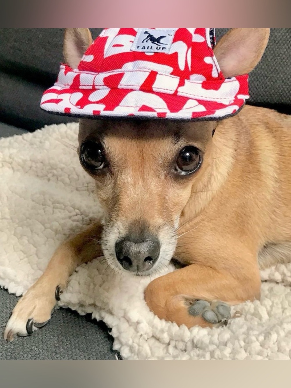 Dog Baseball Cap